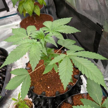 Tangerine dream