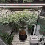 Mac1 F1 Hybrid