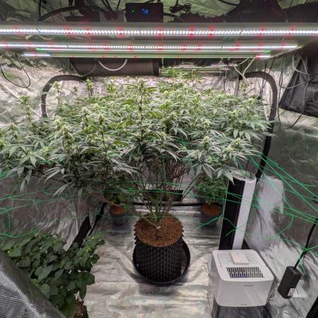 Mac1 F1 Hybrid