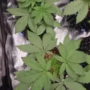 Mac1 F1 Hybrid