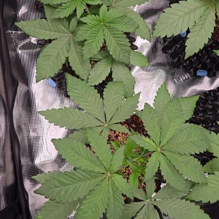 Mac1 F1 Hybrid