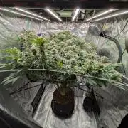 MAC1 starting from week 13 veg