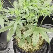 First auto grow