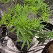 First dwc grow