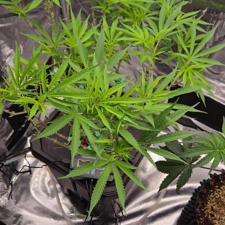 First dwc grow