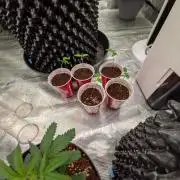 Amnesia Haze part 1