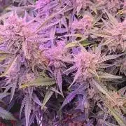 First auto grow
