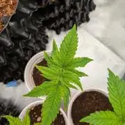 Amnesia Haze part 1