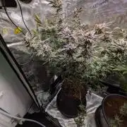Gorilla Glue #4 x White Widow