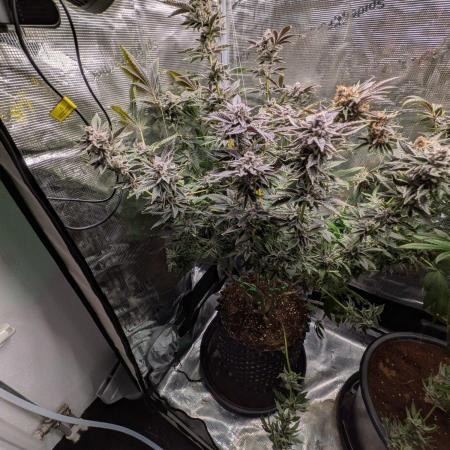 Gorilla Glue #4 x White Widow