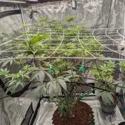 MAC1 starting from week 13 veg