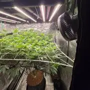 MAC1 starting from week 13 veg