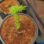 Banana Runtz F1 hybride