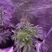 Mac1 F1 Hybrid
