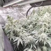 Mac1 F1 Hybrid