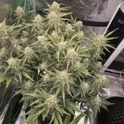 First auto grow