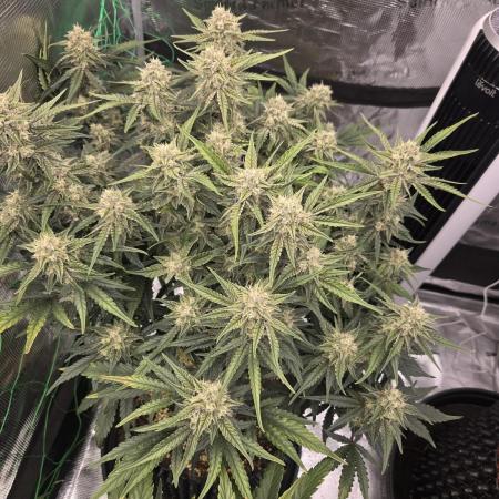 First auto grow