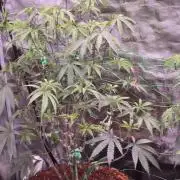 Mac1 F1 Hybrid