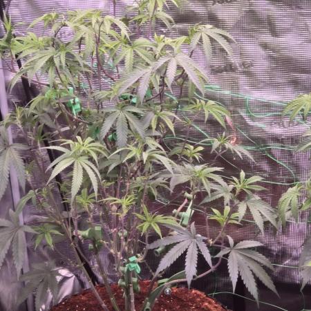 Mac1 F1 Hybrid