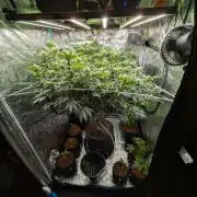 MAC1 starting from week 13 veg