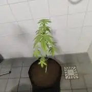 Expert Gorilla aka Gorilla Glue nr4