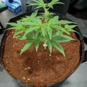 Amnesia Haze Part 2