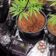 First grow diary