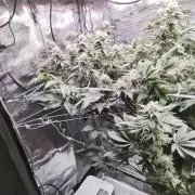Mac1 F1 Hybrid