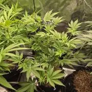 First dwc grow