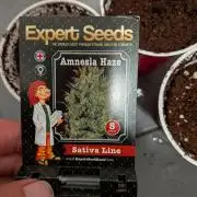 Amnesia Haze Part 2