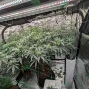 Mac1 F1 Hybrid