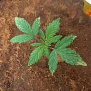 White Widow part 3