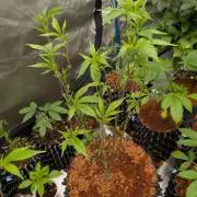 Mac1 F1 Hybrid clones