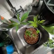 MAC1 F1 HYBRID clones part 3