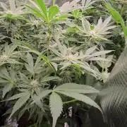 1x Gorilla x White Widow