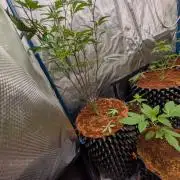 Mac1 F1 Hybrid clones