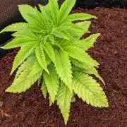 Amnesia Haze Part 2