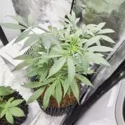Mac1 F1 Hybrid clones