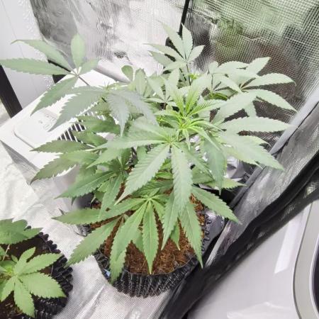 Mac1 F1 Hybrid clones