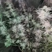 Gorilla Glue #4 x White Widow