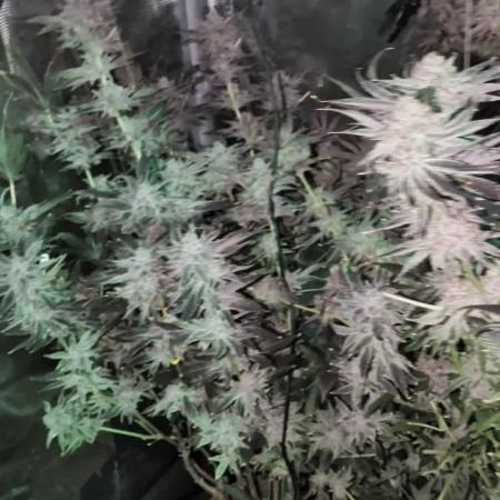 Gorilla Glue #4 x White Widow