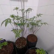 Mac1 F1 Hybrid clones