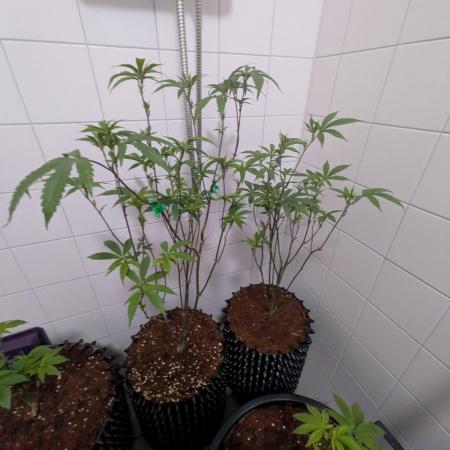 Mac1 F1 Hybrid clones