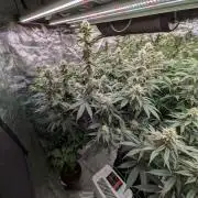Mac1 F1 Hybrid