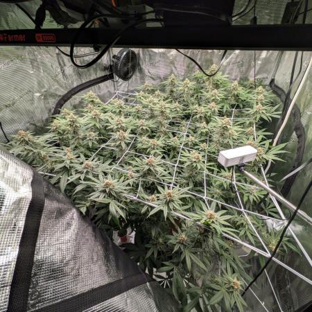 Gorilla Glue #4 x white widow