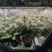 1x Gorilla x White Widow