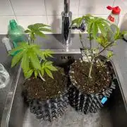 Banana Runtz F1 HYBRID Part 2