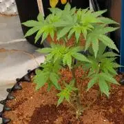 Tangerine dream