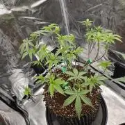 Gorilla Glue #4 x white widow