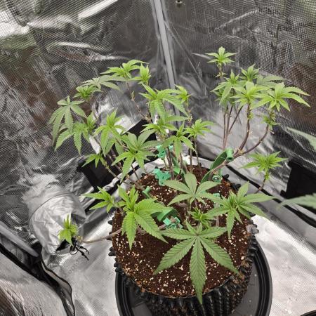 Gorilla Glue #4 x white widow